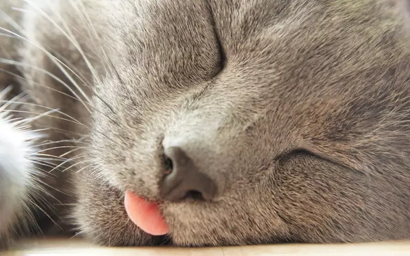 Почему кошка высовывает кончик языка?