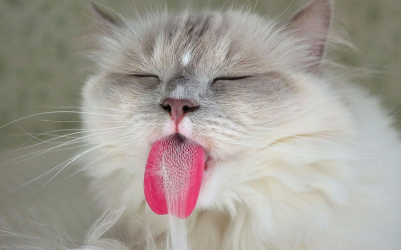 О чем говорит высунутый язык кошки
