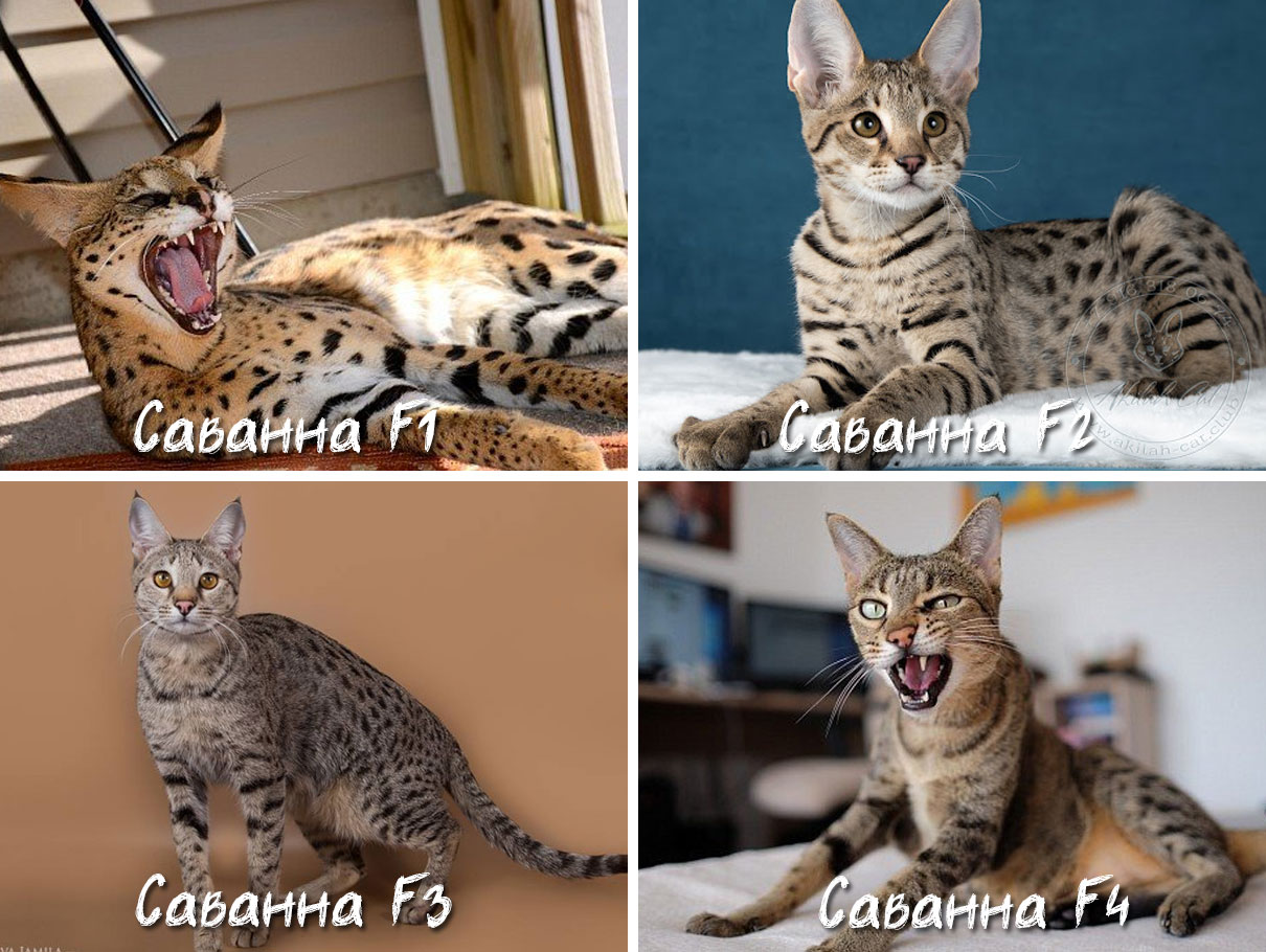 Гибридные уровни кошек породы Саванна
