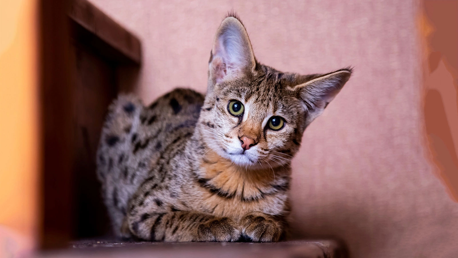 Саванна - одна из самых дорогих пород домашних кошек