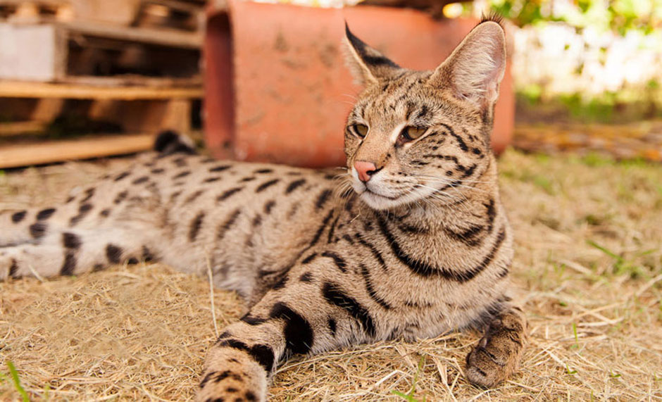 Интересные факты о кошках породы Саванна