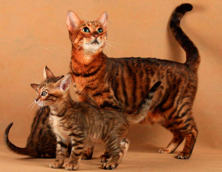 кошка тойгер с котятами