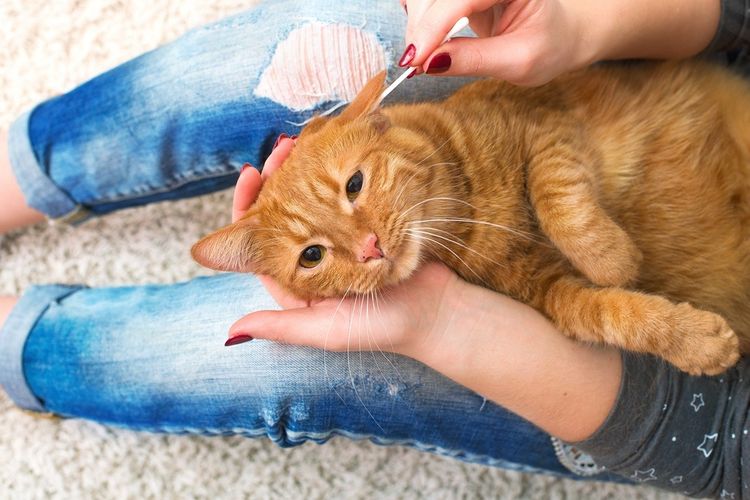 Хозяйка чистит ухо рыжему коту