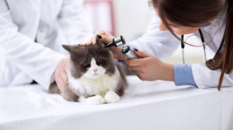 Ветеринар осматривает ухо кота
