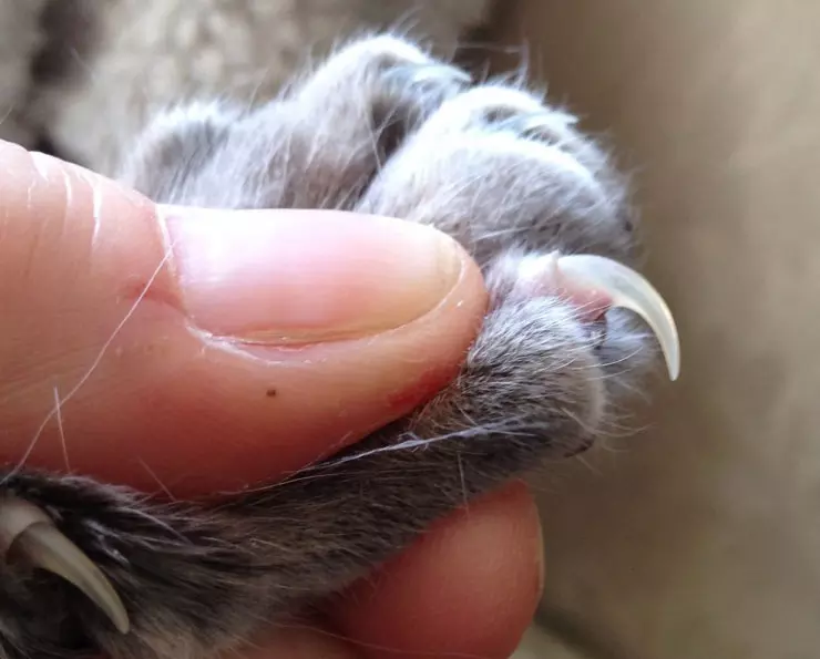 Как лечить глубокие раны у кота?