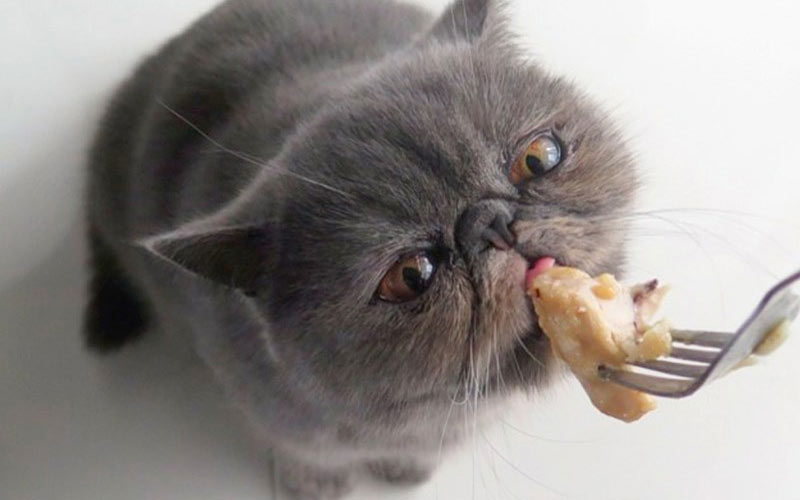 Основные причины отказа от еды у кошек