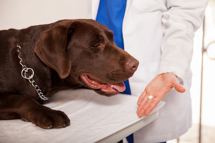 Лечение отита у собаки медикаментами