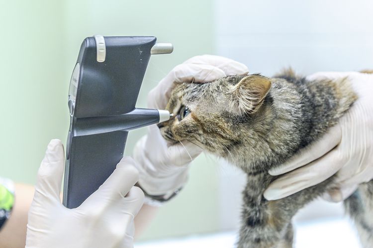 Офтальмологическое исследование кота