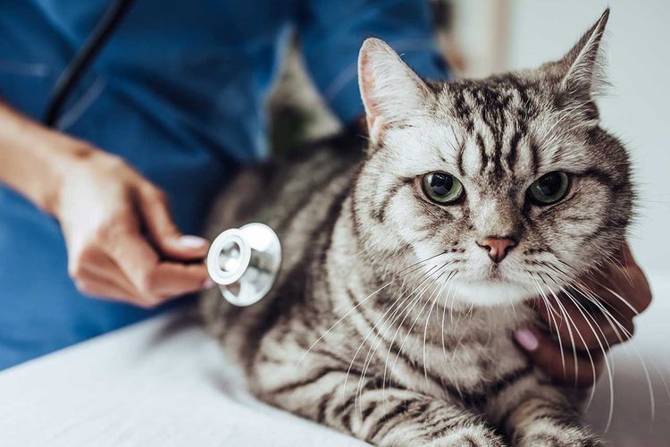 Ветеринар осматривает серого кота