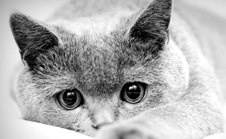 Кошка с грустными глазами