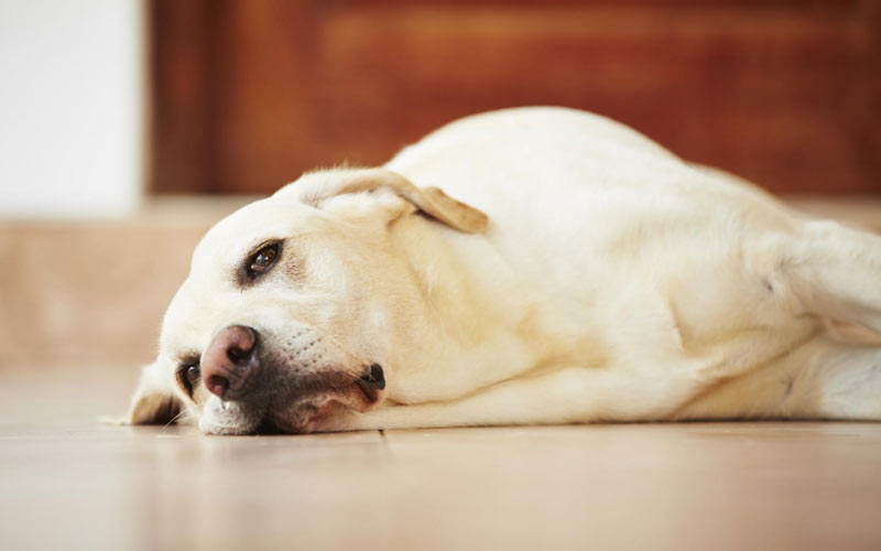 Отек легких у собаки - причины, диагностика, лечение