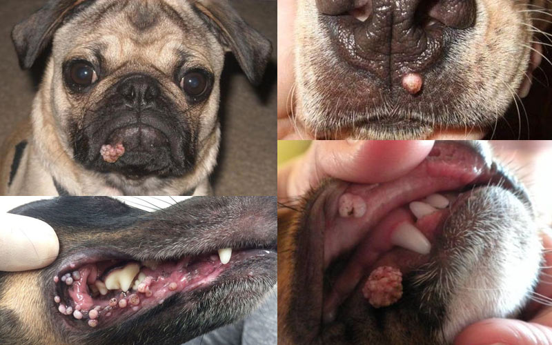 Оральные папилломы у собак причины, диагностика, лечение