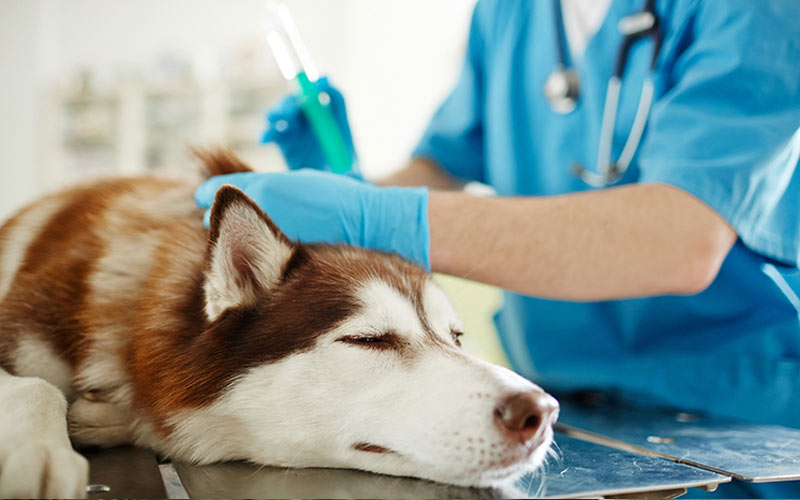 Все методы лечения папиллом у собак