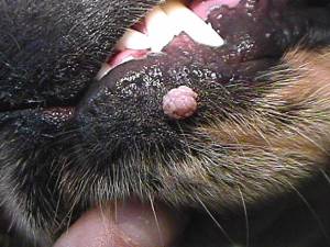 Папиллома у кошки во рту