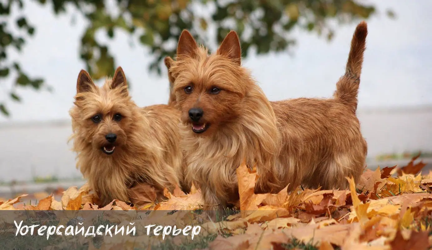 Йоркширский терьер: фото, описание породы, характер и цены