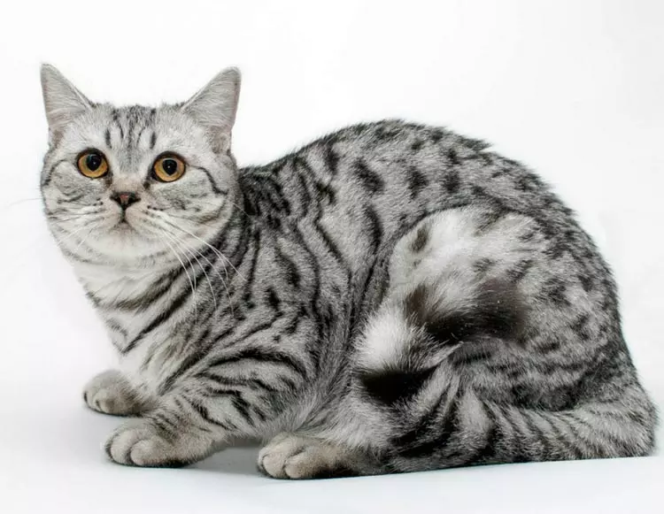 порода кошек шотландская прямоухая скоттиш страйт