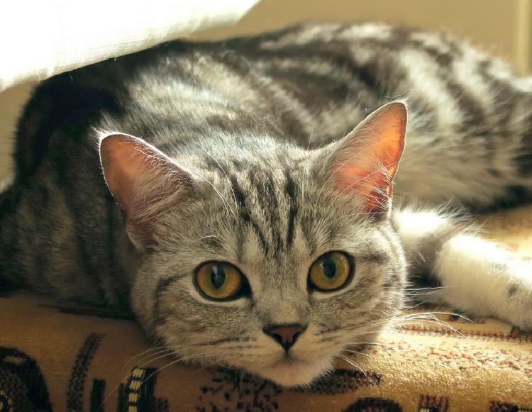 Шотландская прямойхая кошка