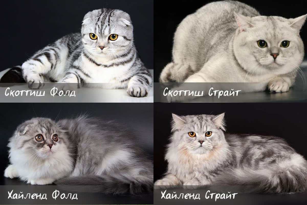 Разновидности шотландских кошек