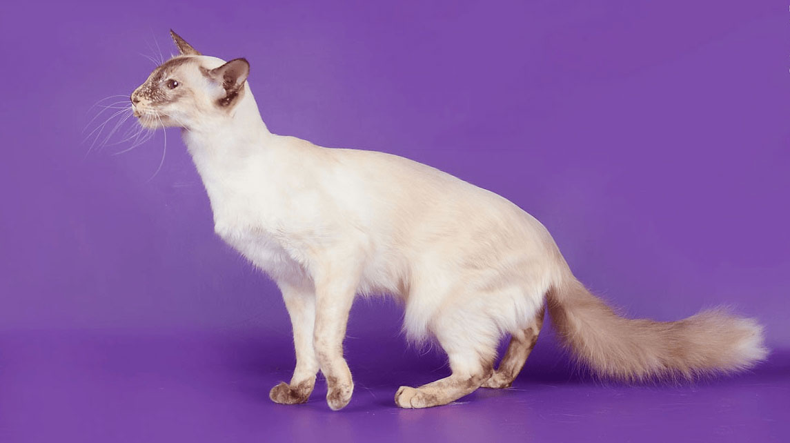 Яванез - редкая порода кошек