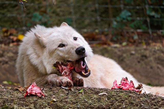 Волк ест сырое мясо