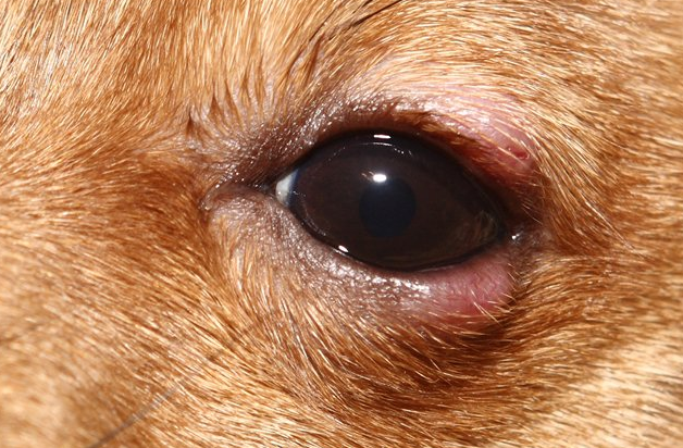 симптомы блефарита у собаки