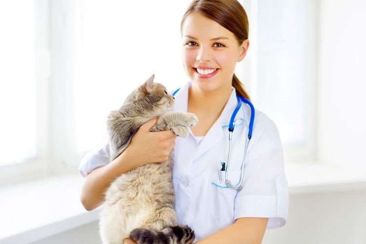 Кошка и ветеринар