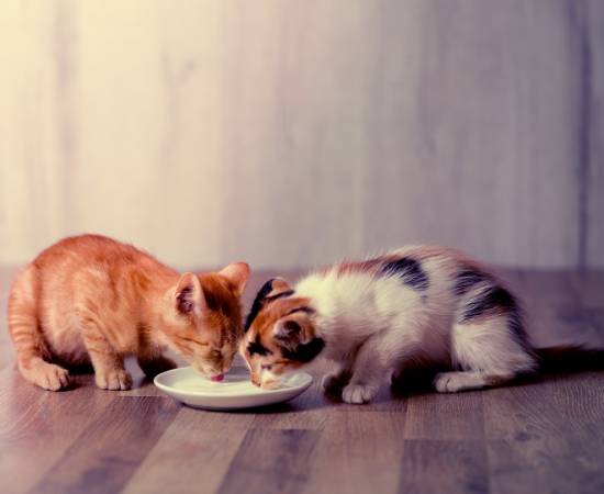 Чем кормить котенка в 2 месяца