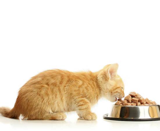 Чем кормить котенка в 3 месяца