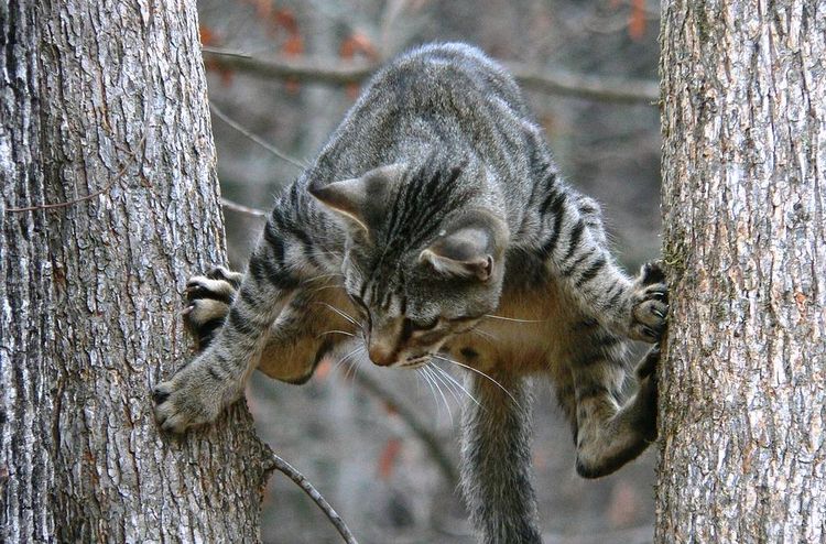 Кот между деревьями