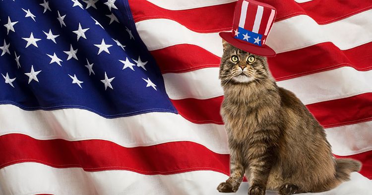Кот на фоне американского флага