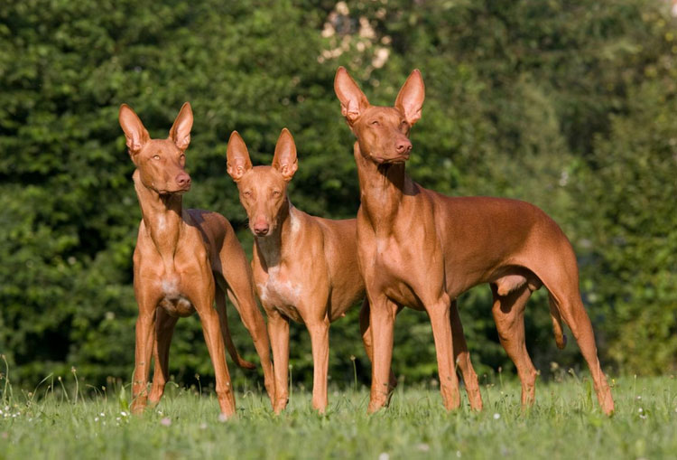 три фараоновые собаки