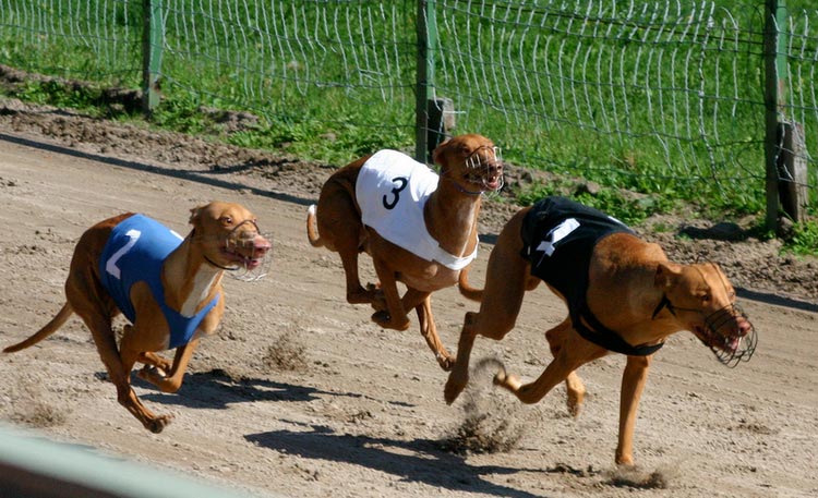 фараоноые собаки бега