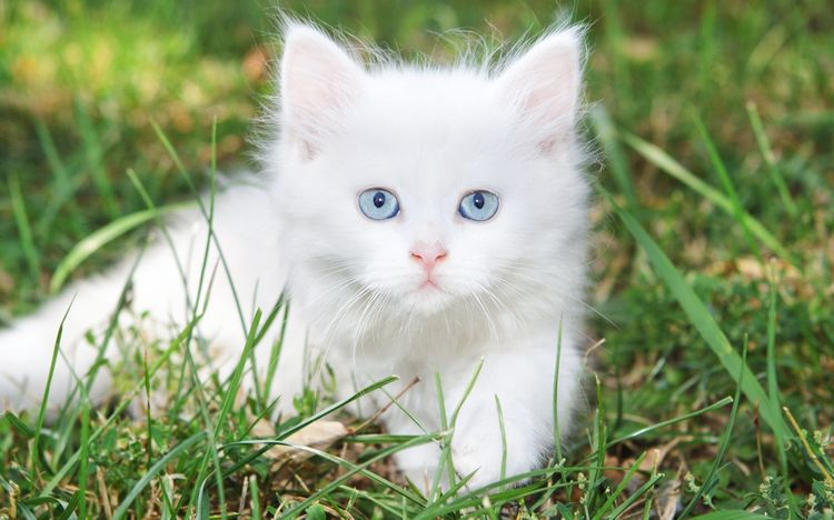 Белый котенок в траве