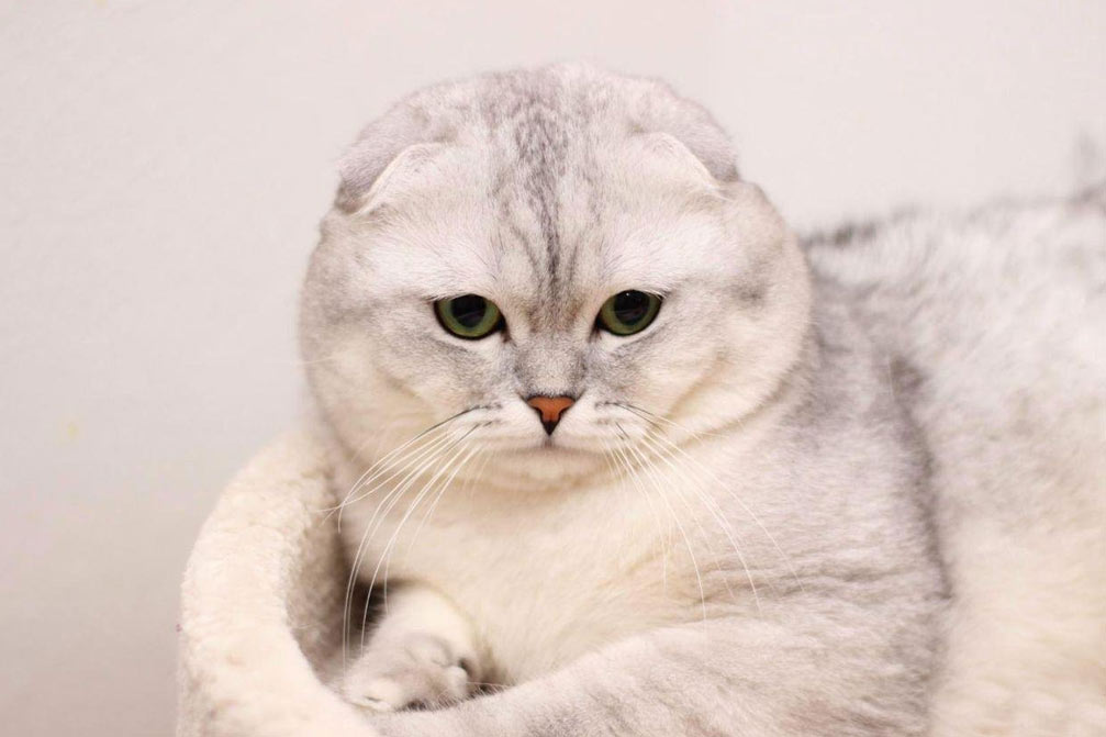 Красивые клички для шотландского вислоухого котенка белого окраса