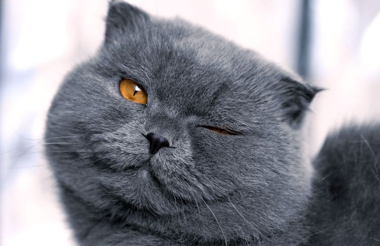 Темно-серый вислоухий кот