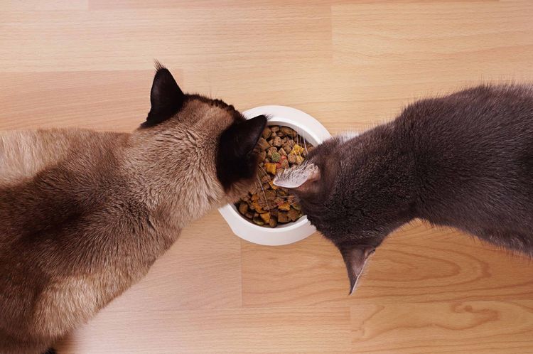 Кошки едят сухой корм