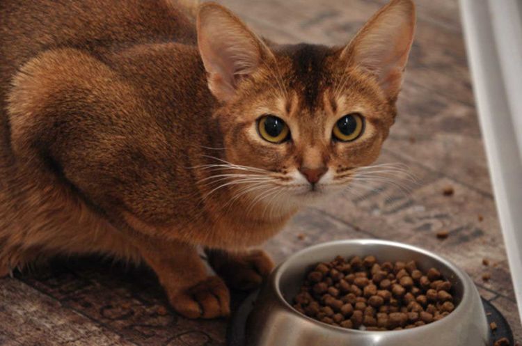 Абиссинская кошка ест сухой корм