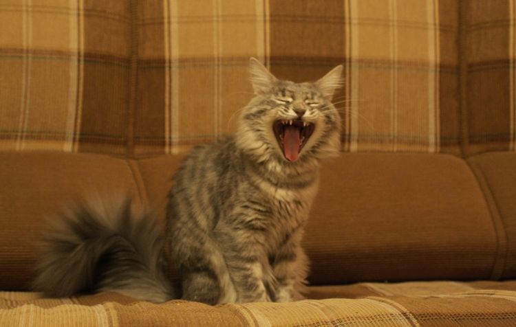 Защо котка или котка крещи: причини