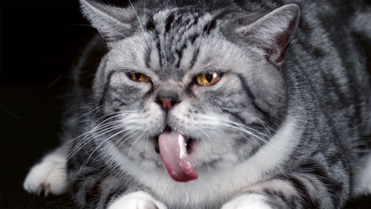 Серый кот с высунутым языком