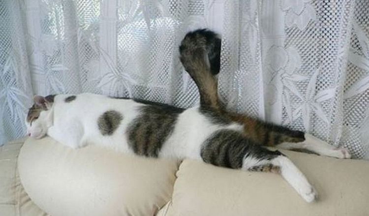Кот спит на спинке дивана