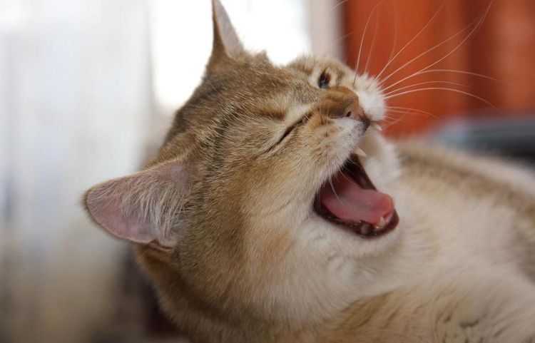 Почему кот или кошка кашляет и чихает  чем лечить