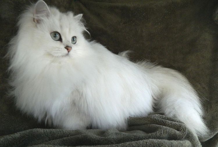 Длинношерстная белая кошка