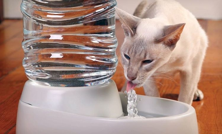 Кошка пьет воду