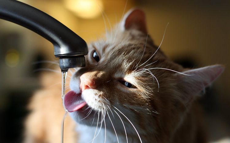 Кот пьет из-под крана