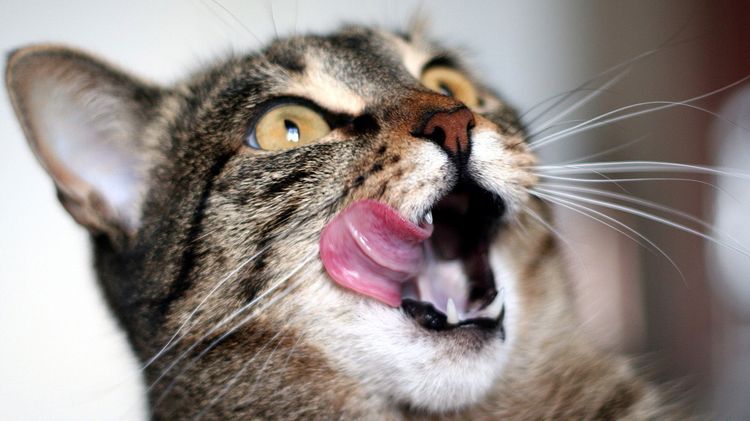 Защо котка или котка се спуска от устата си