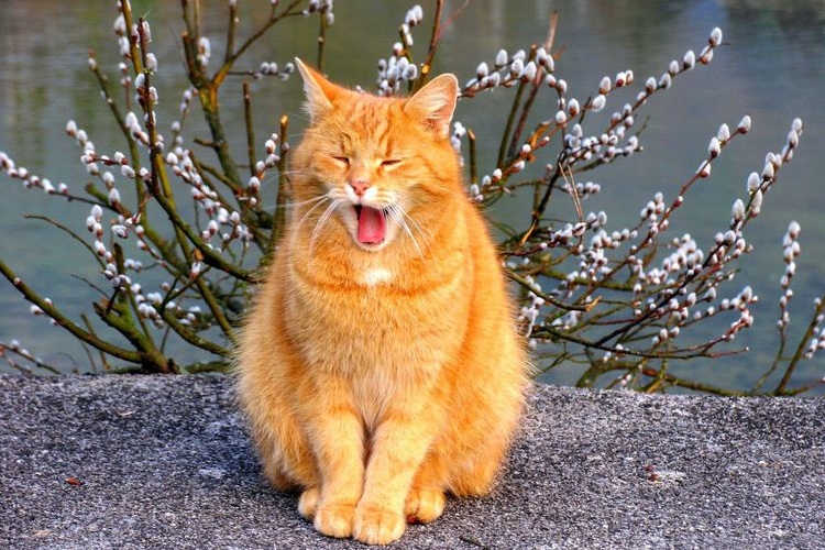 Рыжий кот зевает