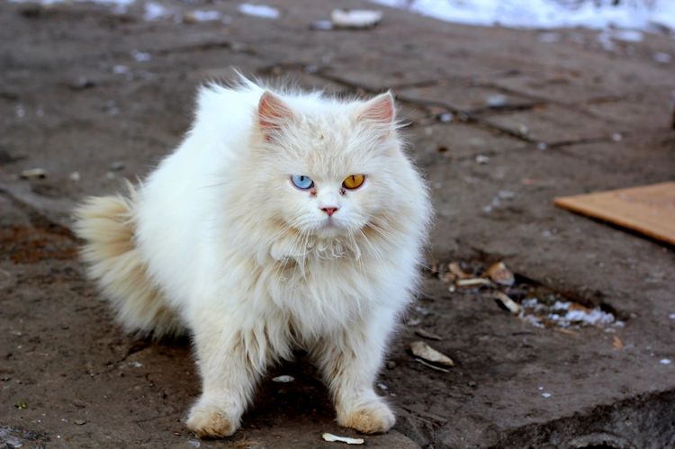 Грязный белый кот