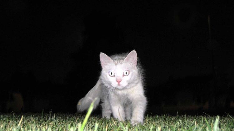 Кошка охотится ночью