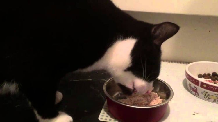 Кот ест влажный корм от Canagan