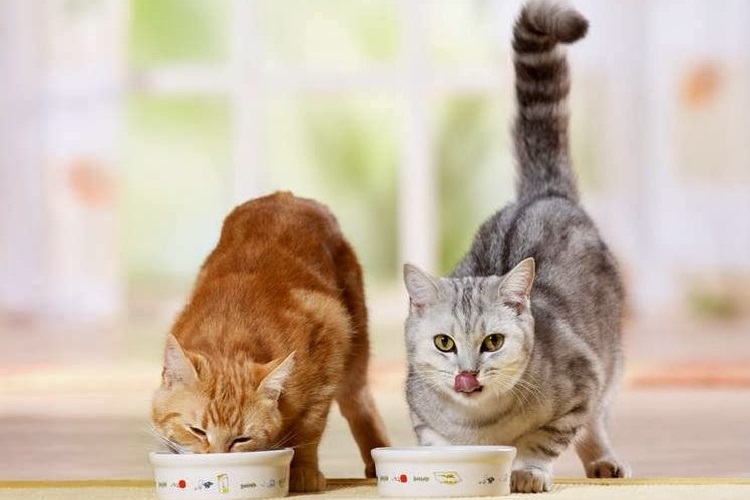 Коты едят из мисок